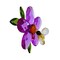 Crystal Expressions 3.0 Inch Daisy Flower With Friend Ornament Spring Tree Ornament , Summer Spring Suncatcher